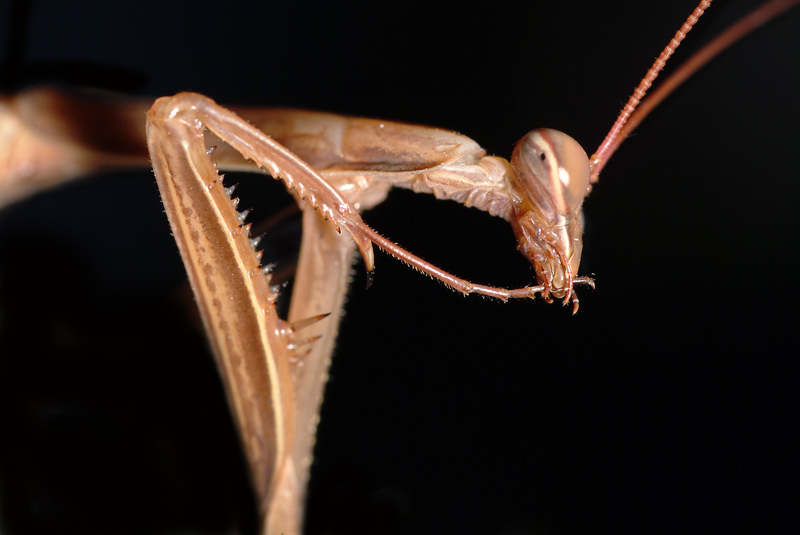 Maschio di Mantis religiosa